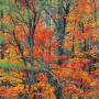 Cherokee Autumn Forest