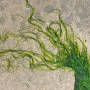 Hecht Seagrass 4