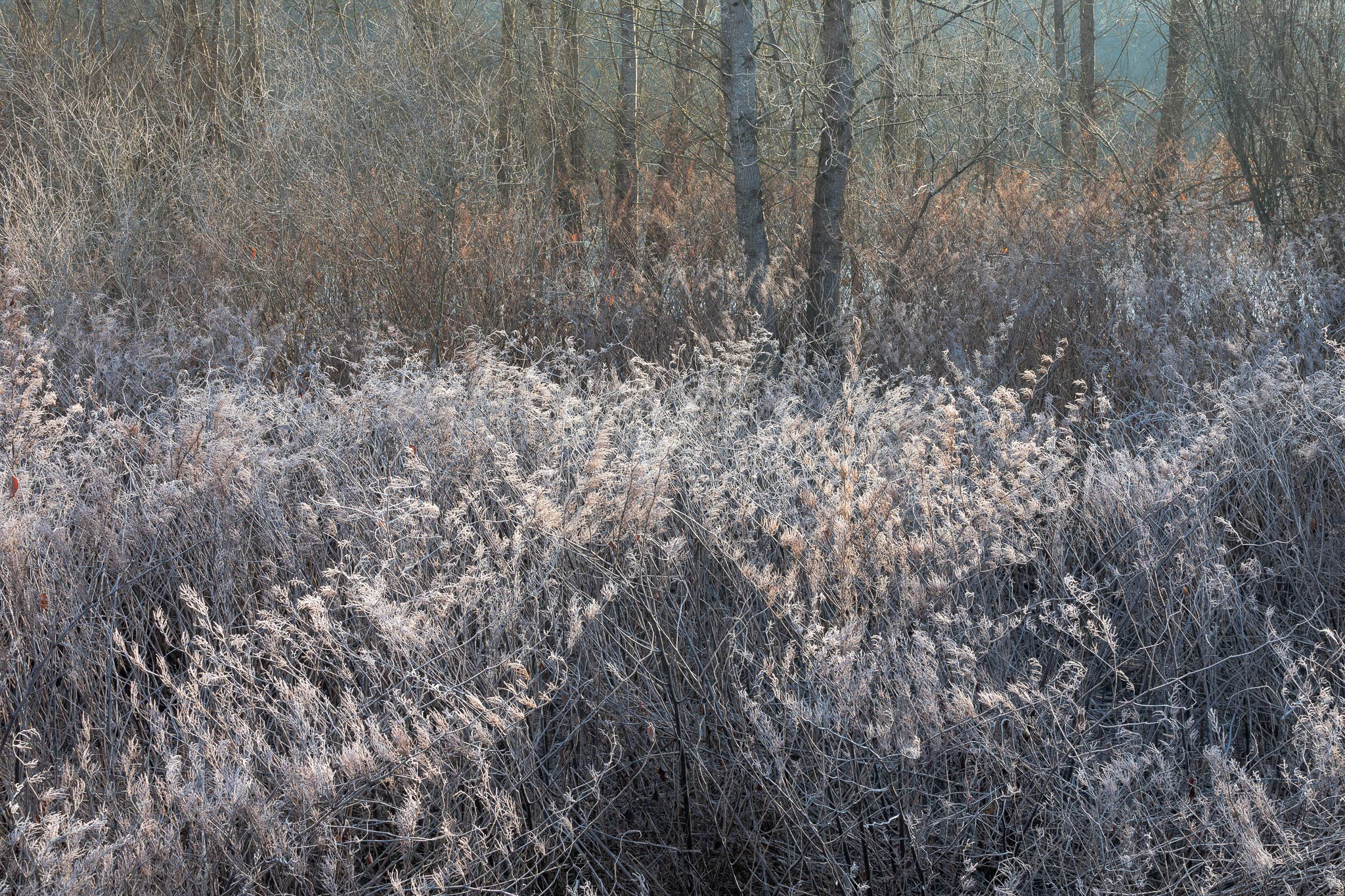 Riverscape Invasive Kristel Schneider