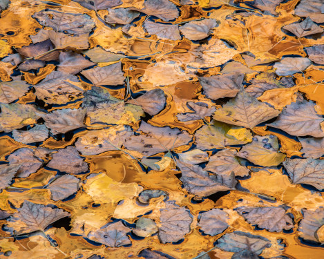 Autumn Cottonwood Leaves Zion 