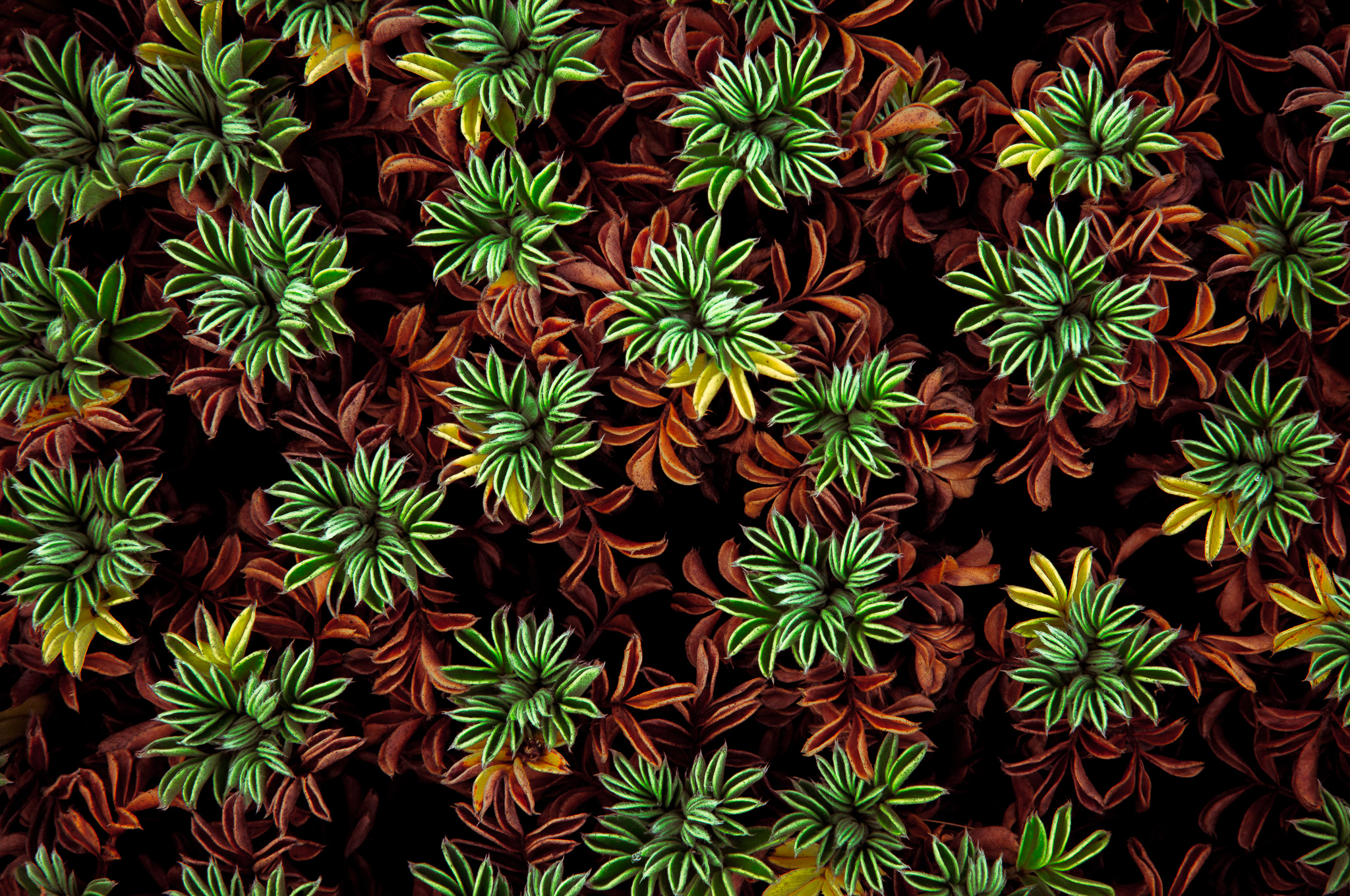 Patagonia Steppe Plant Closeup Argentina