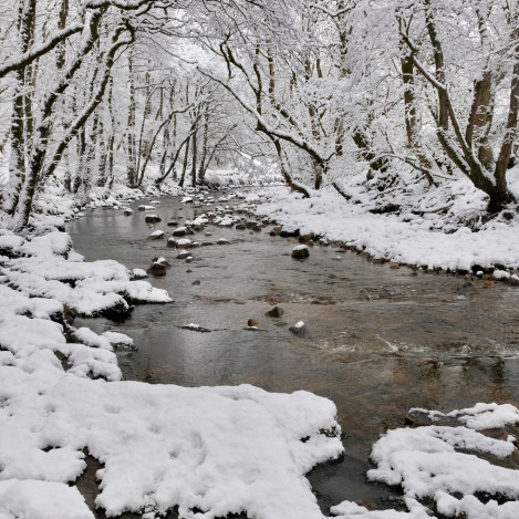 Eden At Shoregill In Winter