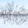 3029 Abisko Birches Sunset