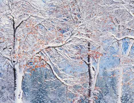 Black Oak Branches In Winter, 1994