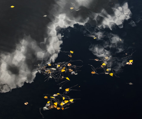 Cottonwood Leaves And Cloud Reflections, Merced River 2013