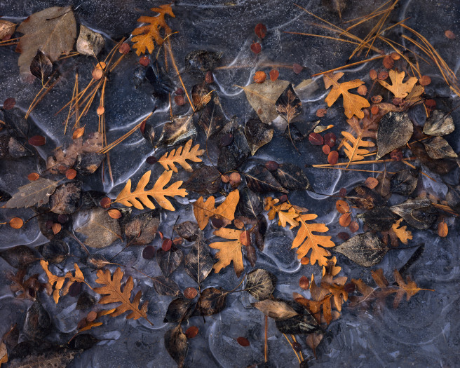 Zion Frozen Leaves