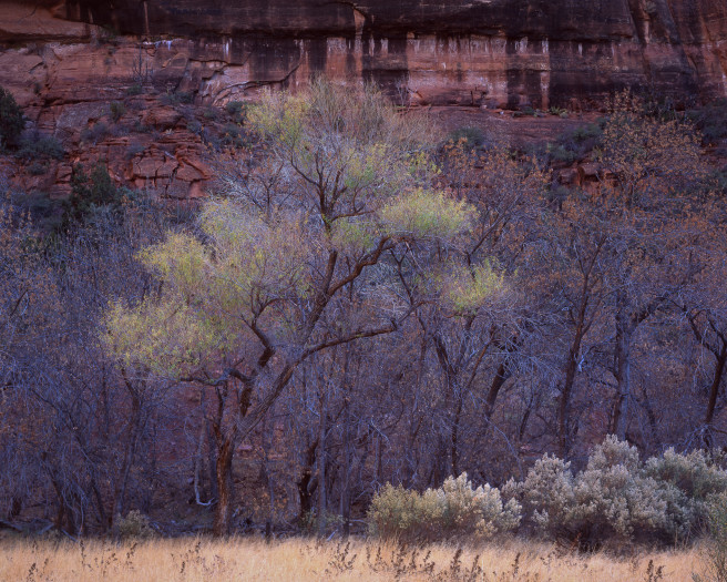 Cottonwoodbigbend20221120 20222184