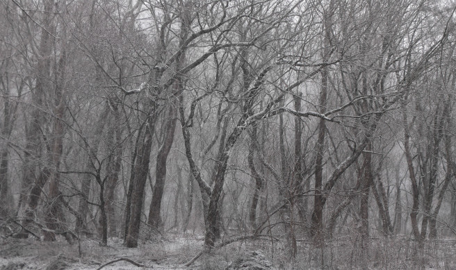 Snow In The Woods On Flynn Creek