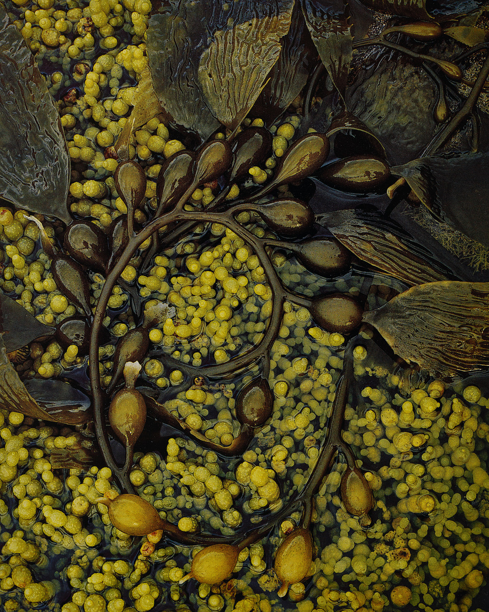 2.dombrovskis Seaweed