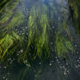 Chalk Streams 11