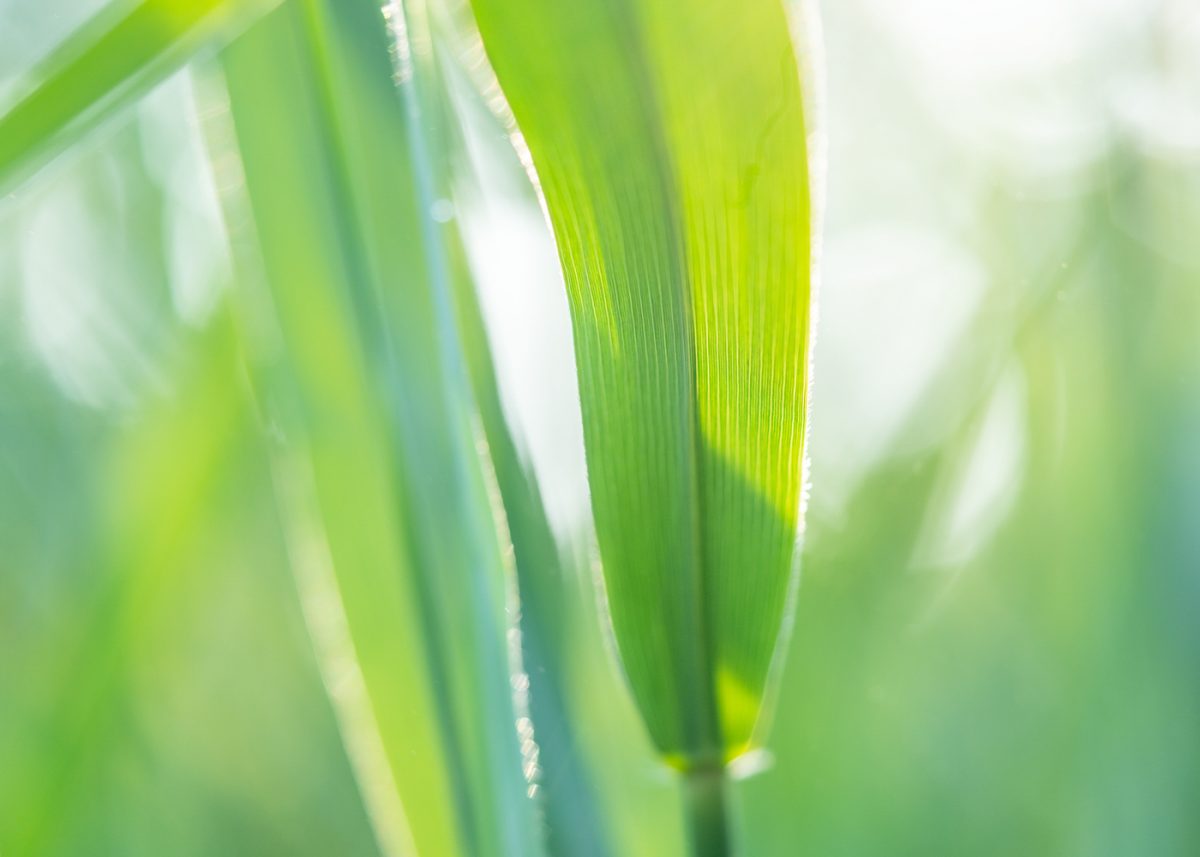 Reeds throughout the seasons | On Landscape