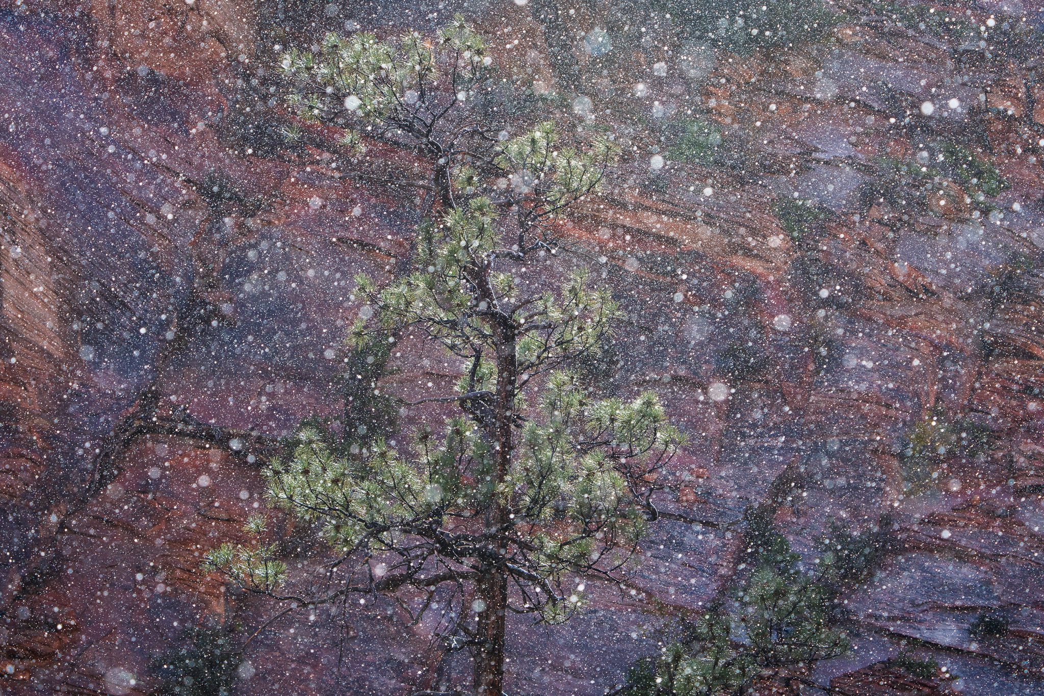 Tharp A1 20241112 6481