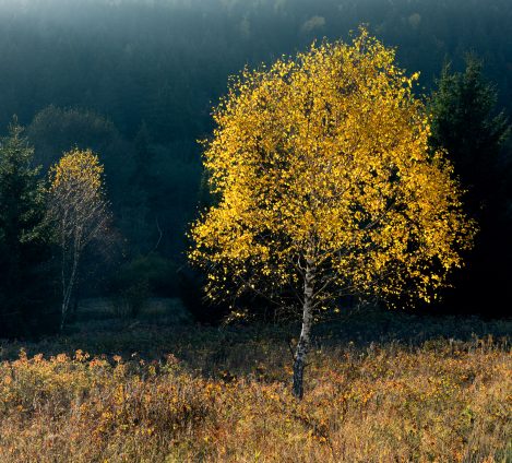 Birch Trees Dzika Orlica Valley 2022 Nikon D7200 Twophotosmerged Pziemacki 0048507029707