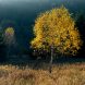 Birch Trees Dzika Orlica Valley 2022 Nikon D7200 Twophotosmerged Pziemacki 0048507029707