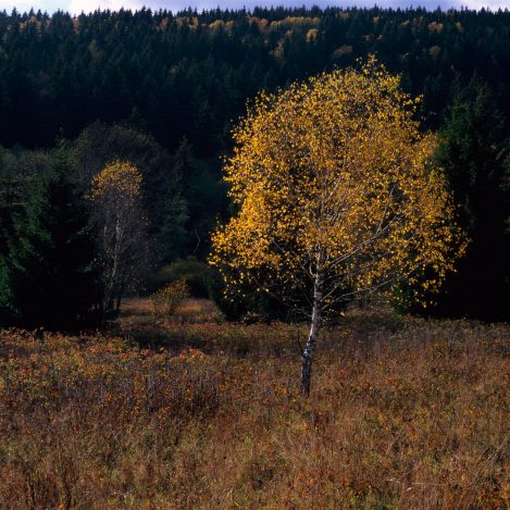 Birch Trees Dzika Orlica Valley 2022 Pentax 67 Fuji Velvia 50 Pziemacki 0048507029707