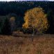 Birch Trees Dzika Orlica Valley 2022 Pentax 67 Fuji Velvia 50 Pziemacki 0048507029707