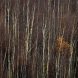 Birch Trees Stolowe Mountains Np 2009 Nikon F75 Slide Pziemacki 0048507029707
