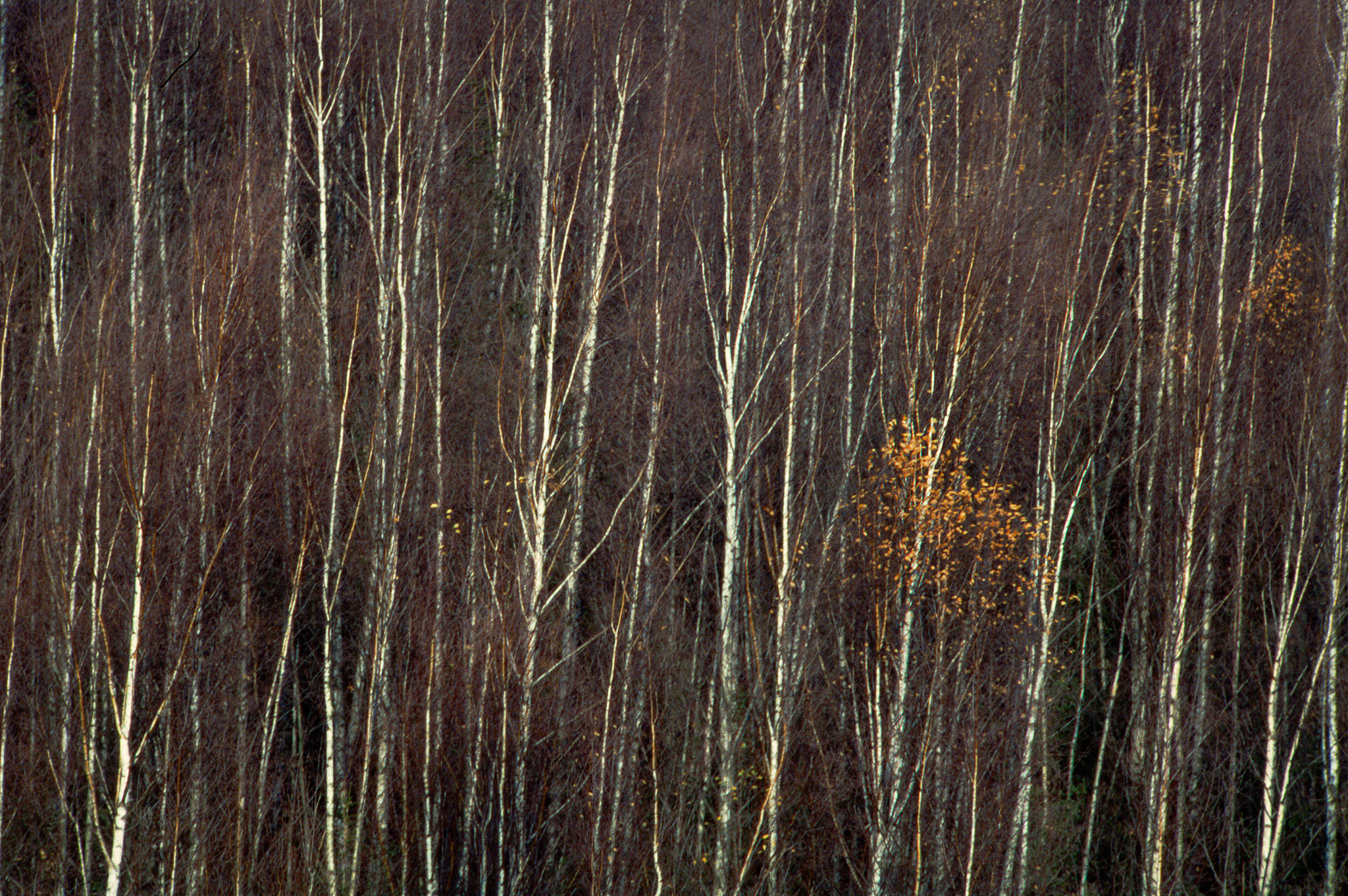 Birch Trees Stolowe Mountains Np 2009 Nikon F75 Slide Pziemacki 0048507029707