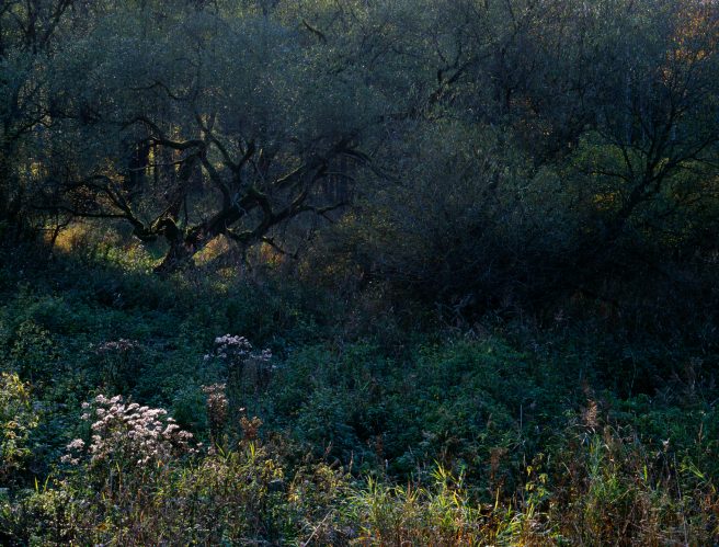 Dzika Orlica Valley 2022 Pentax 67 Fuji Velvia 50 Pziemacki 0048507029707