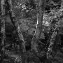 Forest Edges 6