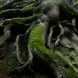 Tree On A Rock Stolowe Mountains Np 2021 Nikon D7200 Pziemacki 0048507029707