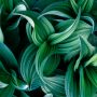 Veratrum Stolowe Mountains National Park 2022 Nikon F75 Fuji Velvia 50 Pziemacki 0048507029707
