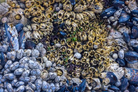 Intertidal