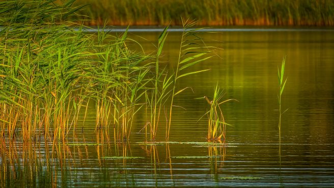 Broads Reeds Vaughn Sears Arps