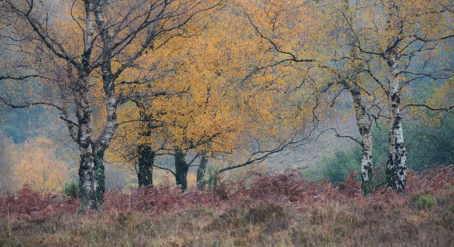 Late Autumn Birch, New Forest Roger Creber Arps