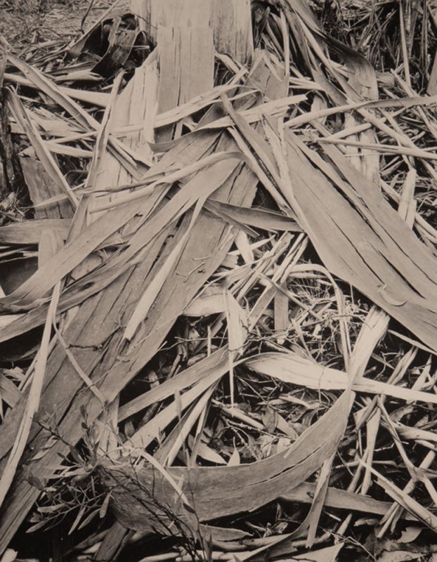 Robert Poole Alpine Ash, Act Platinum Palladium