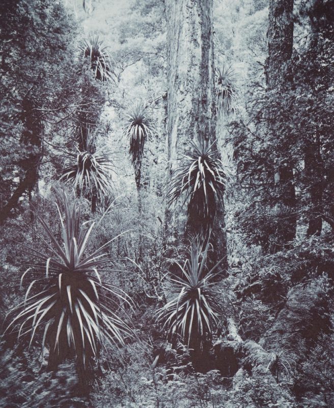 Robert Poole Pandanus, Tasmania Chrysotype