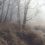 Silver+birch+trees+in+fog 8