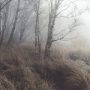 Silver+birch+trees+in+fog 8