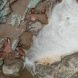 Foam With Green And Red Rock At Garden Cliff