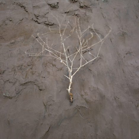 Uprooted Plant On Mud At Garden Cliff