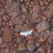 White Feather On Red Rock At Garden Cliff Ii