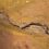 River Bed 04