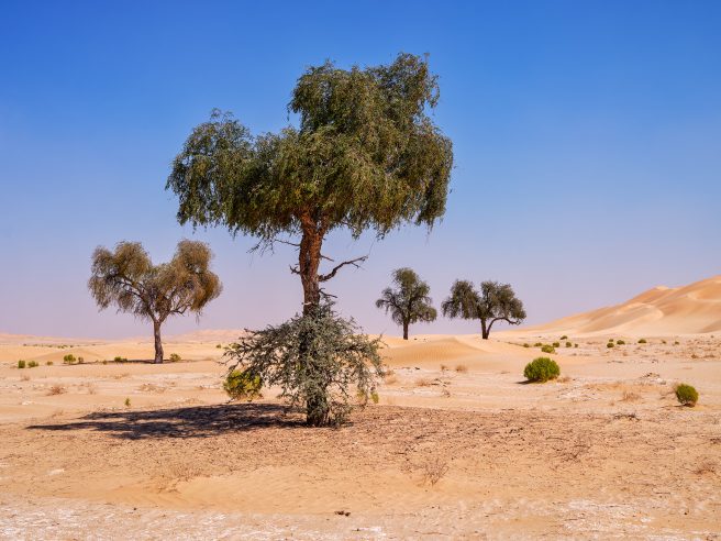 Unterwegs In Der Rub Al Khali In Oman.