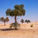 Unterwegs In Der Rub Al Khali In Oman.