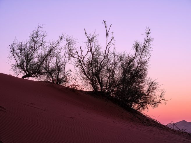 Unterwegs In Der Rub Al Khali In Oman.