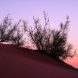 Unterwegs In Der Rub Al Khali In Oman.