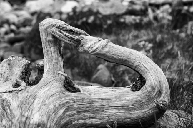 Eigg Old Root
