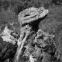 Welsh Dragon