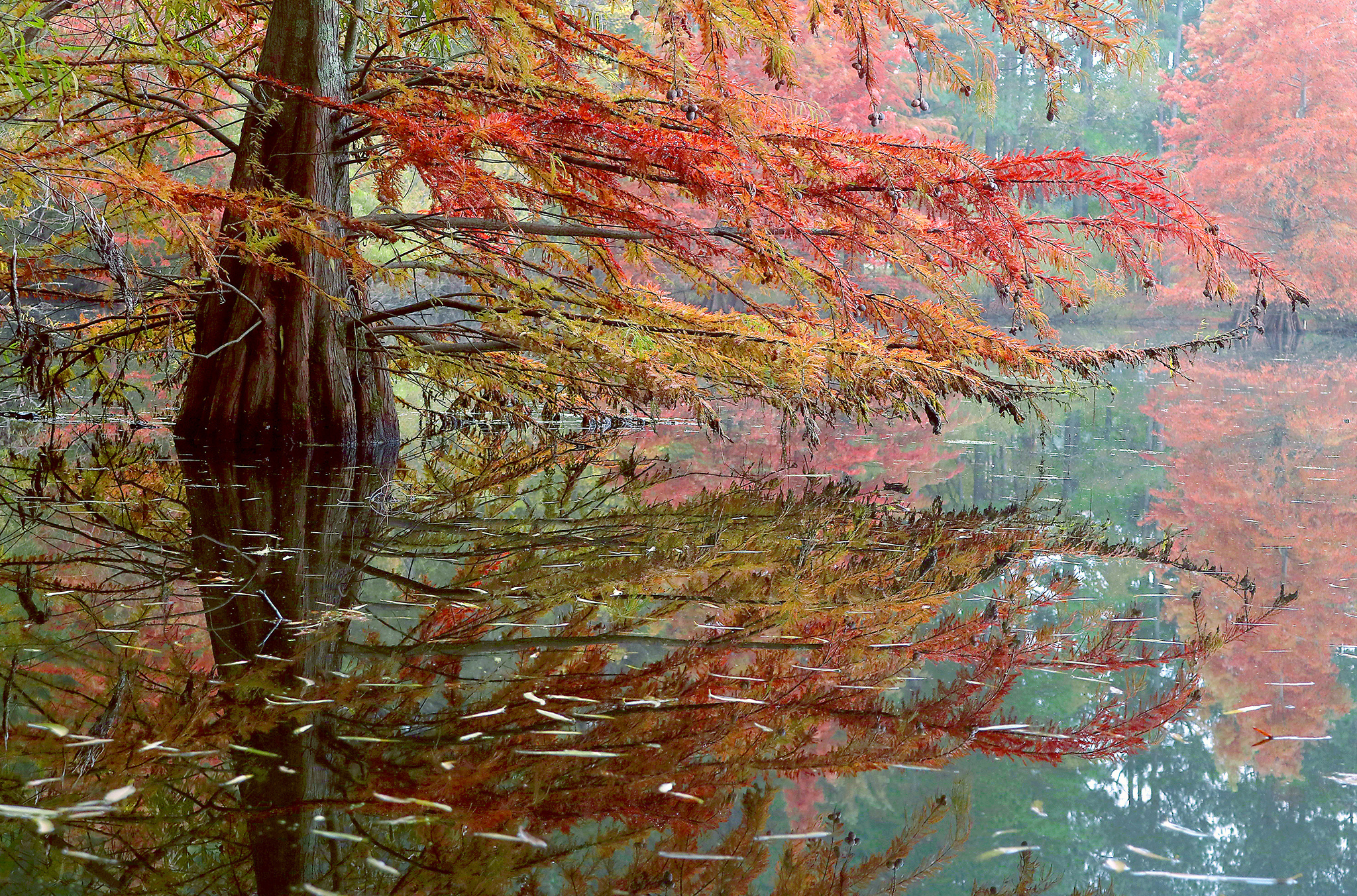 2 Bald Cypress Fall (2019 Cb)