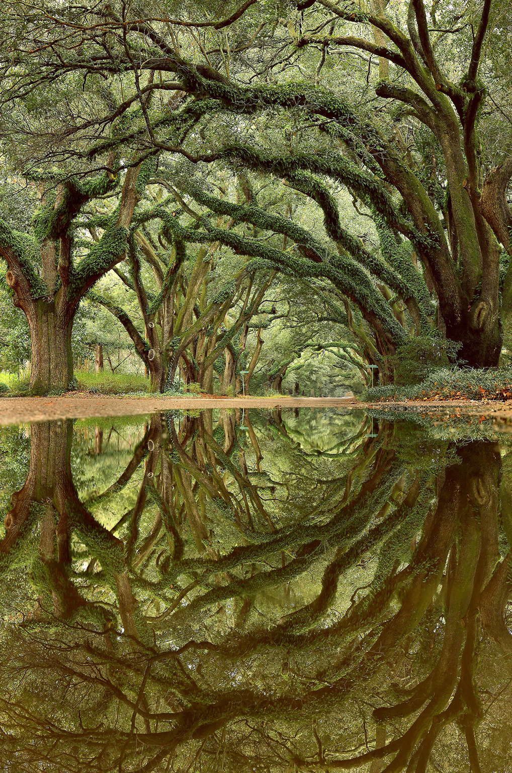 4 Portal To Wonderland (2022 Dt)