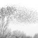Blackbird Murmuration Larry Monczka
