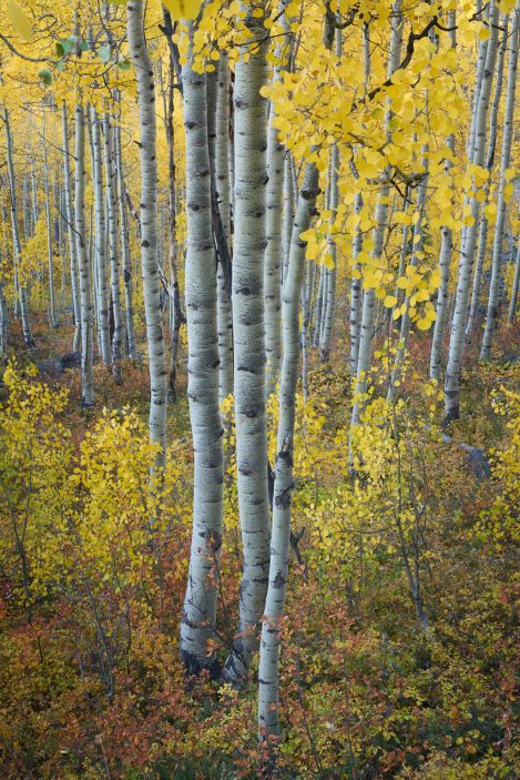 Colorado