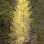 Glowing At Hodge Close 6461 Sharpened