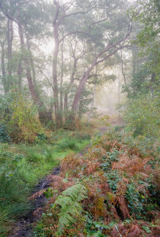 Herringfleet Morning Glow Copy