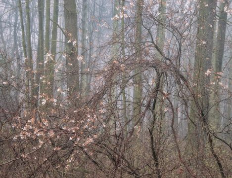 Norfolk County #4 Serviceberry Kp